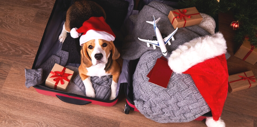 dog lying on a luggage with Christmas hat