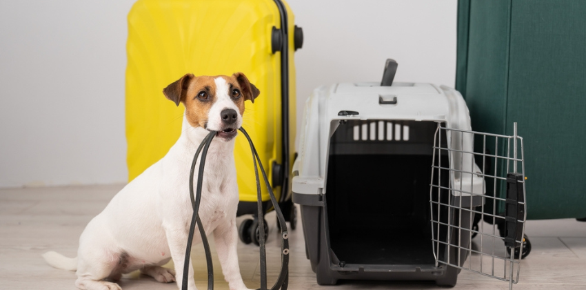dog and luggage and travel cage