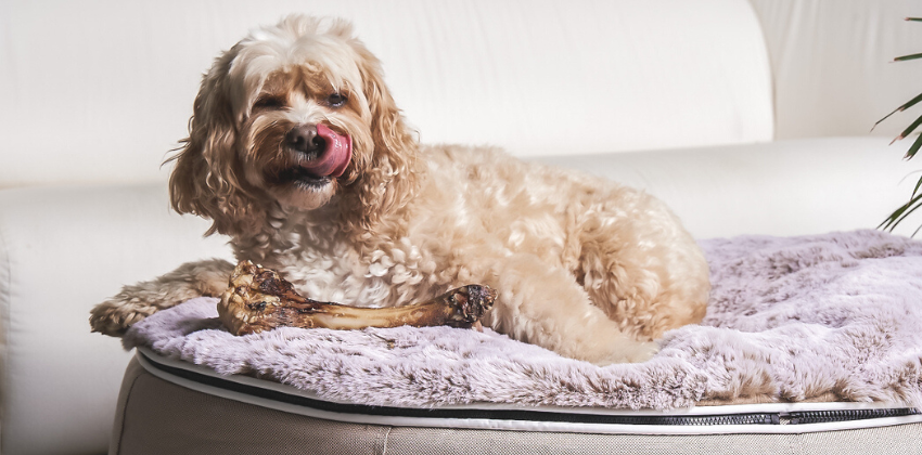 dog eating its treat on an ambient lounge luxury pet bed
