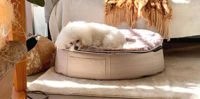 dog sleeping on an Ambient lounge luxury dog bed