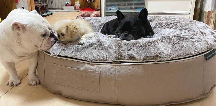 Dogs chilling on an Ambient lounge luxury pet bed