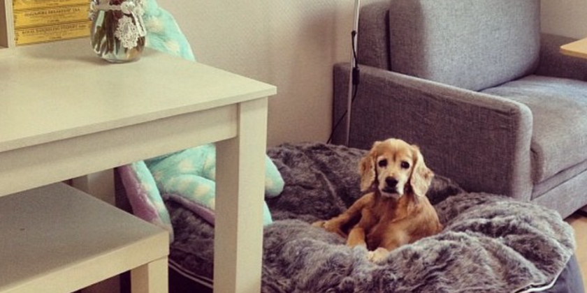 dog lying on an ambient lounge pet bed