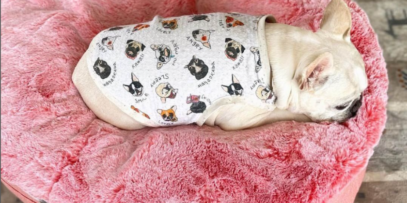 small dog lying on Ambient lounge luxury pet bed 