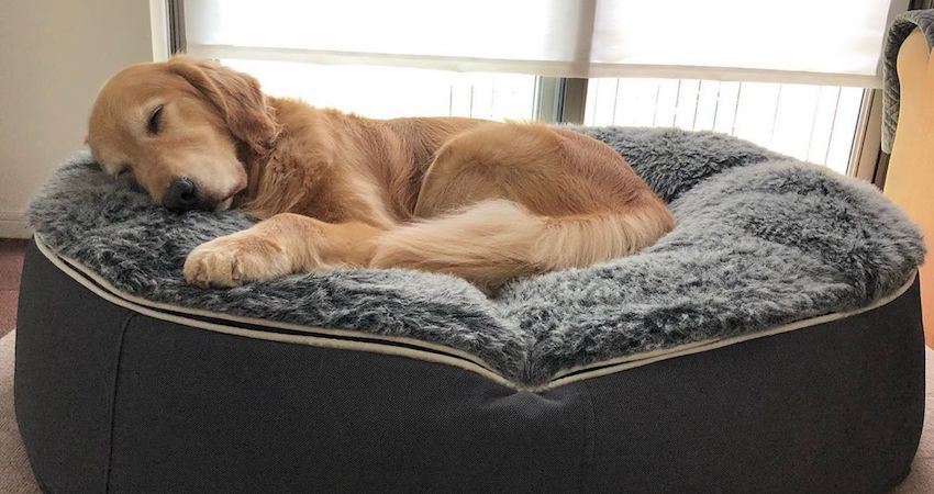 Calming Large Luxury Dog bed for Golden Retriever by Ambient Lounge Australia