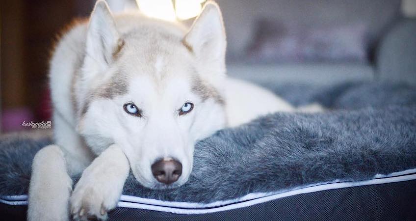 Beautiful calming dog beds for husky dogs by ambient lounge. Reduce anxiety for huskies