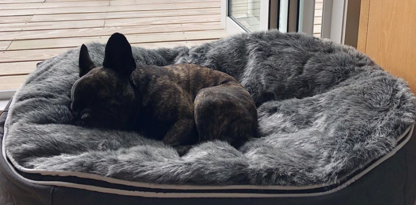 French Bulldog sleeping on grey dog bed outdoor