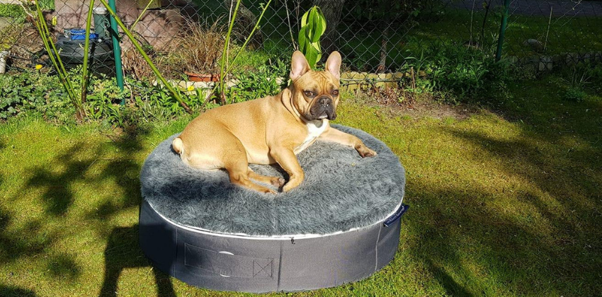 French Bulldog sitting on grey dog bed outdoor