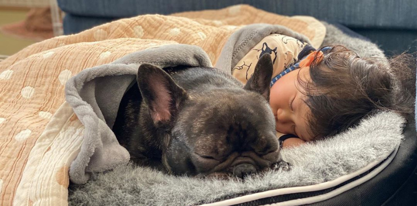 French Bulldog and girl sleeping on grey dog bed