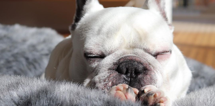 Cute French Bulldog sleeping on grey dog bed