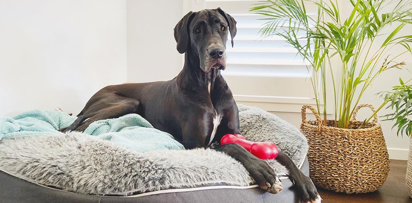 Great Dane chilling on an Ambient Lounge Luxury XXL Dog Bed