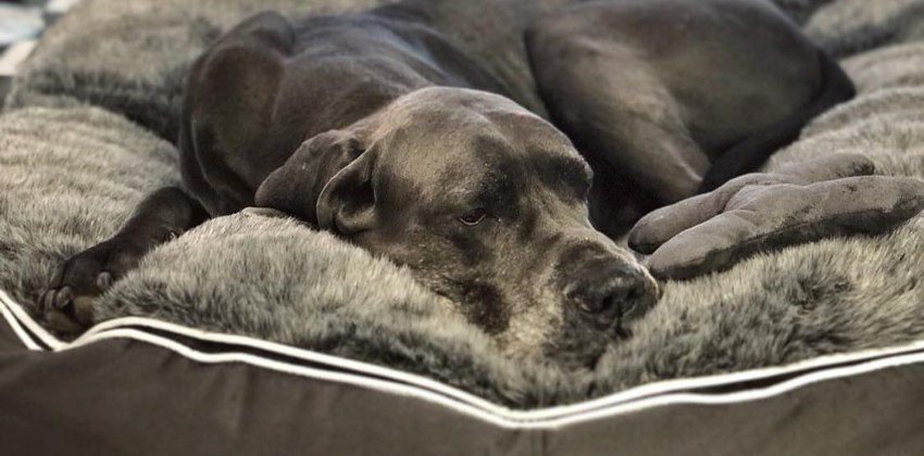 Sleepy Great Dane lounging on an Ambient Lounge luxury XXL pet bed