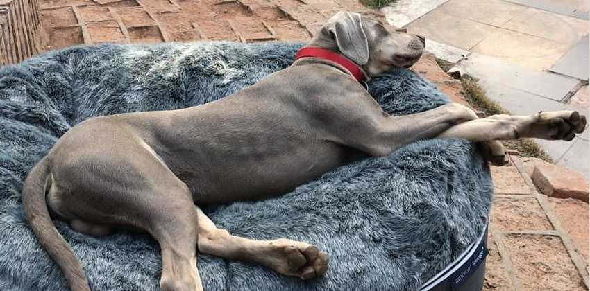 Super comfortable Great Dane sleeping soundly on an Ambient Lounge luxury XXL pet bed