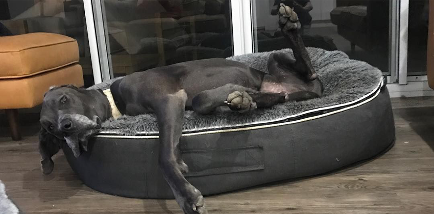 Playful Great Dane lying on an Ambient Lounge luxury XXL pet bed