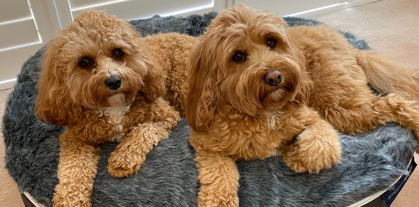 Poodles on a Medium Dog Bed
