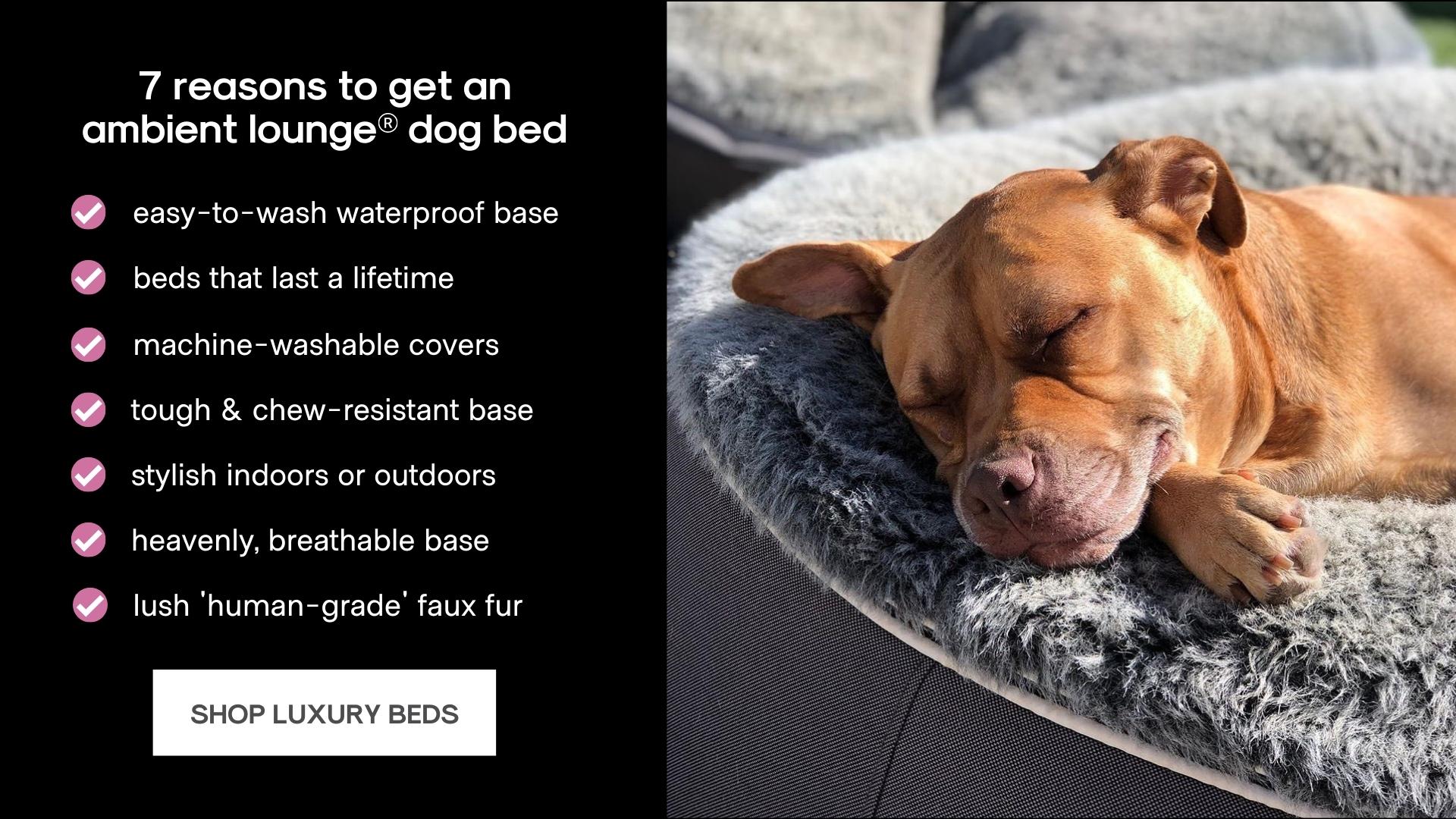 7 reasons to get an ambient lounge dog bed