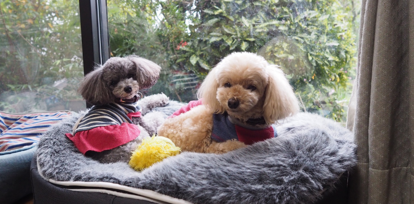 Two Poodles sitting on grey dog bed