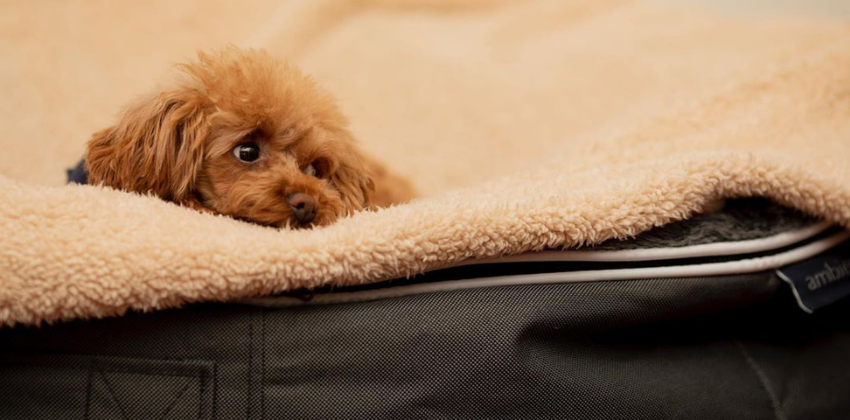 Brown Poodle lying comfortably on grey dog bed