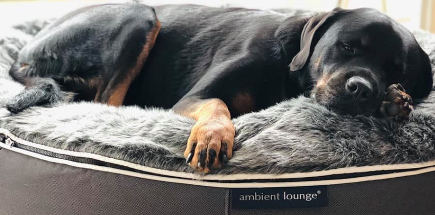 Rottweiler comfortably lying on grey dog bed