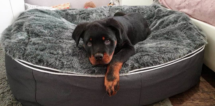 Rottweiler pup lying on grey dog bed