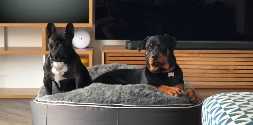 Rottweiler and French Bulldog sitting on grey dog bed