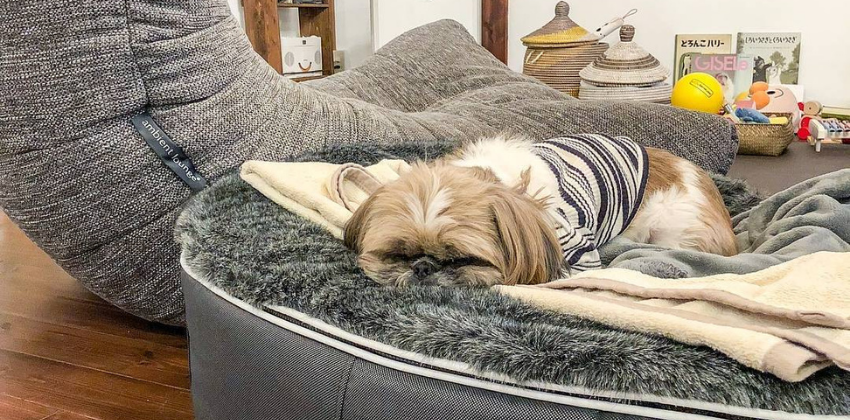 Shih Tzu lying on grey dog bed