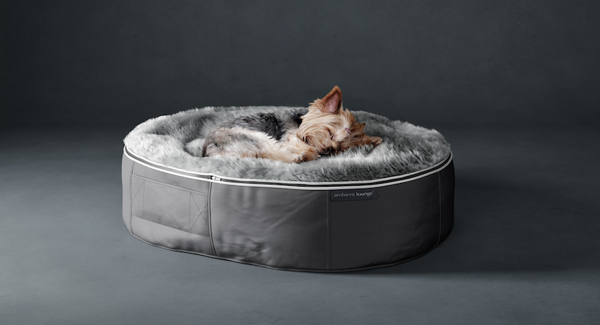 small cute dog on ambient lounge small dog bed