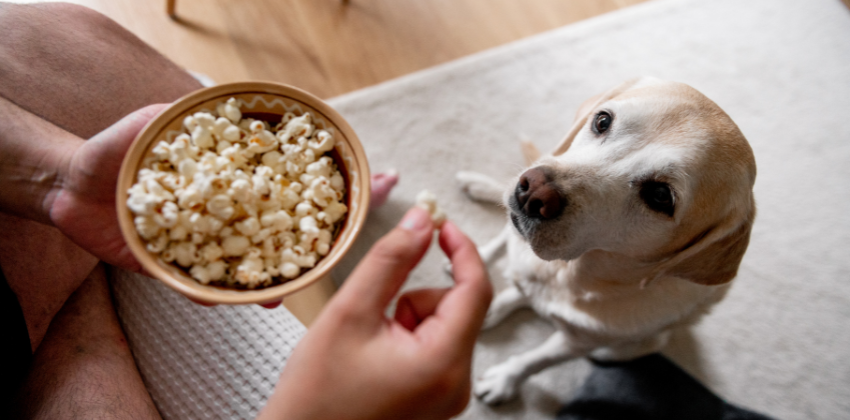 popcorn with your dog