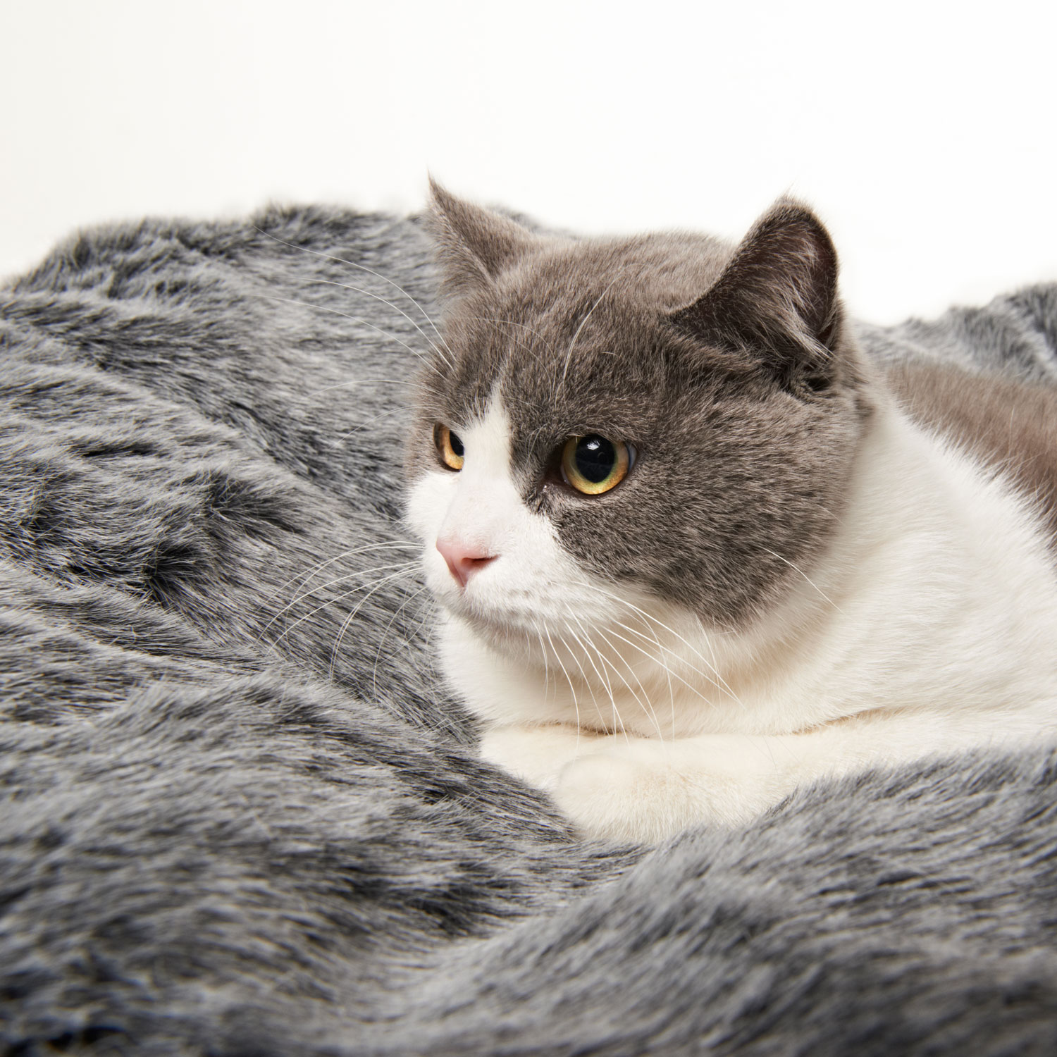 Pet Beds Designer Cat Beds Cats & Kittens