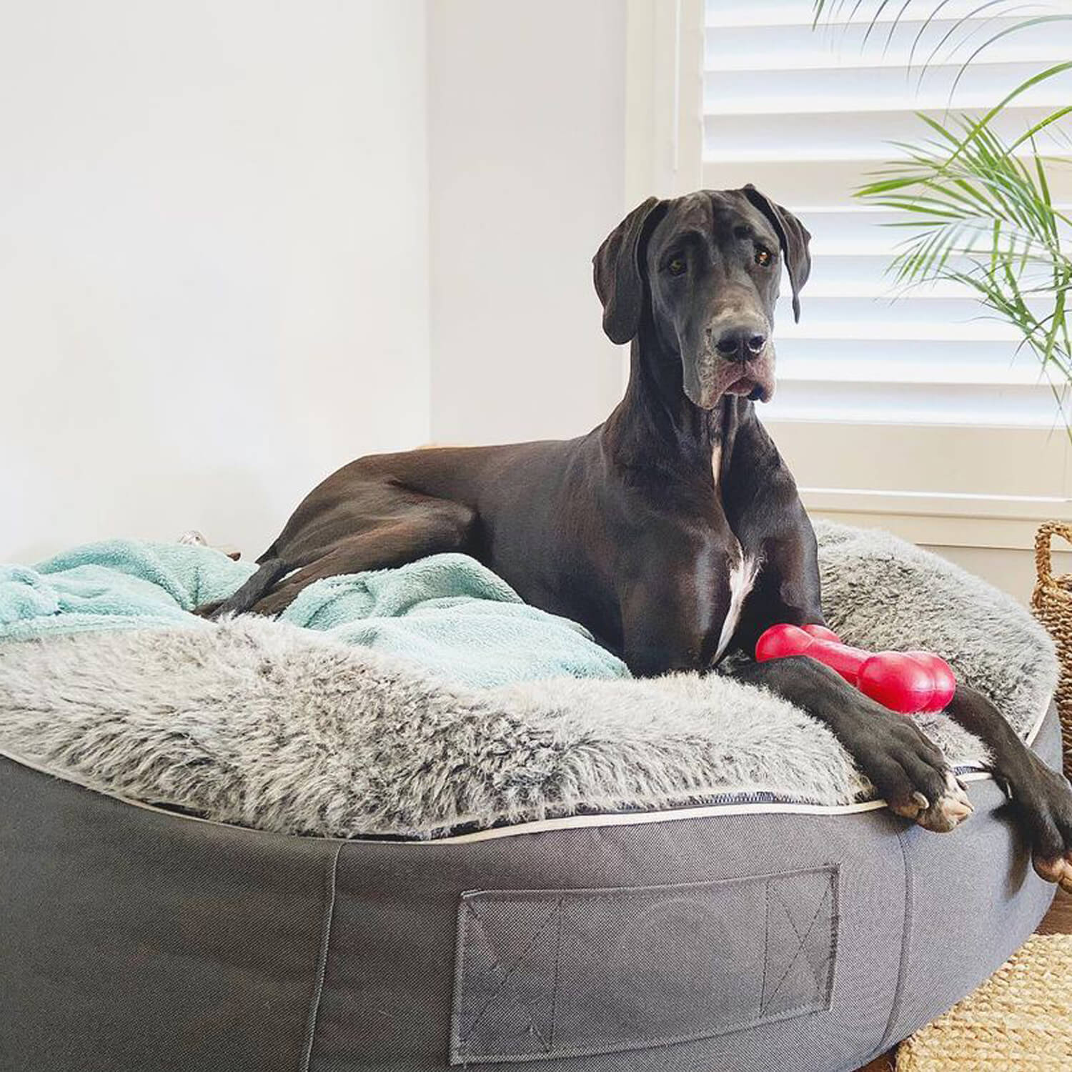 Xxl Dog Bed Grey 2 