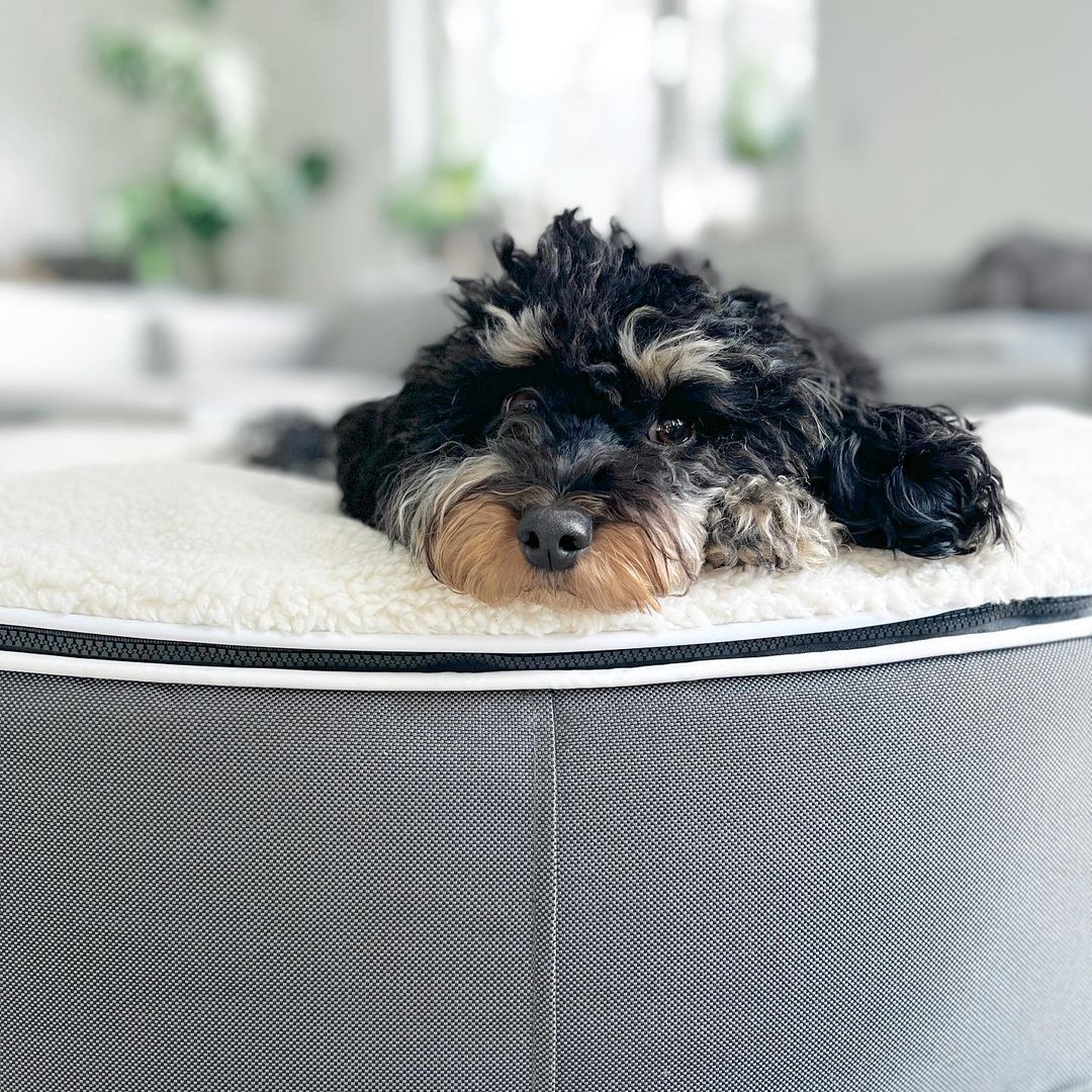 Designer Dog Bean Bags with So Luxe Filling Blue Dream Small