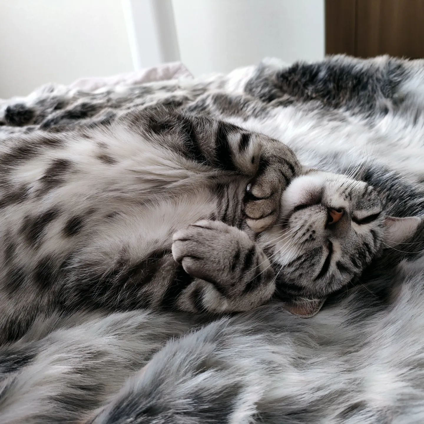 Outdoor cat deals bed