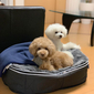 Small Luxury Indoor/Outdoor Dog Bed