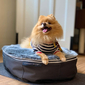 Small Luxury Indoor/Outdoor Dog Bed