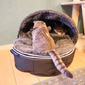 Luxury "Hoodie" Convertible Cat Bed