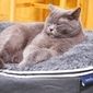 Small Luxury Indoor/Outdoor Cat Bed (Original)