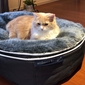 Small Luxury Indoor/Outdoor Cat Bed (Original)