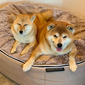 Large Premium Indoor/Outdoor Dog Bed (Cappuccino)