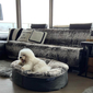 Medium Luxury Indoor/Outdoor Dog Bed (Wild Animal)