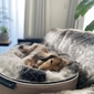 Medium Luxury Indoor/Outdoor Dog Bed (Wild Animal)