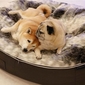 Large Luxury Indoor/Outdoor Dog Bed (Wild Animal)