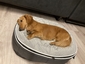 Small Premium Cooling ThermoQuilt Dog Bed (Silver)
