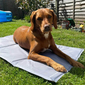 thermo cool multipurpose dog mat by ambient lounge