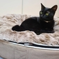Small Luxury Indoor/Outdoor Cat Bed (Cappuccino)