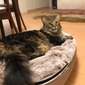 Small Luxury Indoor/Outdoor Cat Bed (Cappuccino)