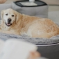 Large Rebound Foam Mattress Dog Bed (Blue Dream with Organic Cotton)